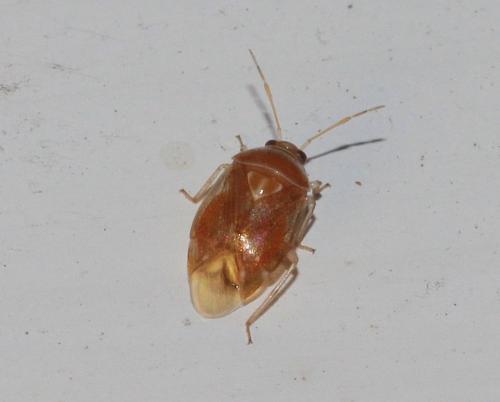 Réf. 298 495 : Deraeocoris lutescens
